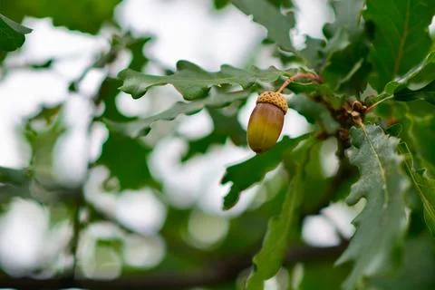 Acorn with oak leaves in autumn time Stock Photos
