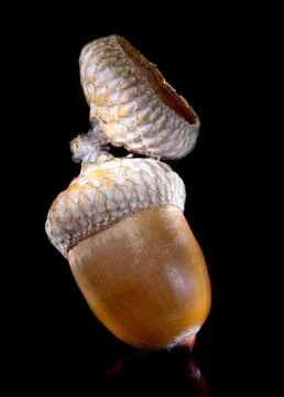 Acorn of oak Stock Photos