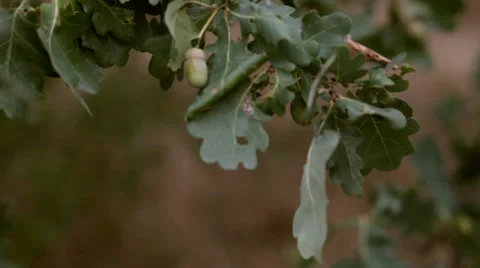 Acorn on the oak tree Stock Footage 35998446