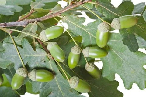 Acorn oak tree Stock Photos