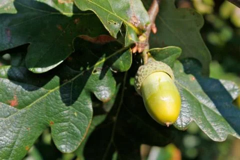 Acorn on oak tree Stock Photos