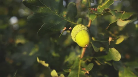 Acorn on an oak tree at sunset Stock Footage 219477849