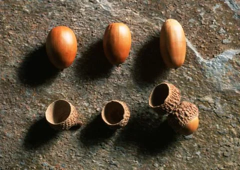 Acorn Stock Photos