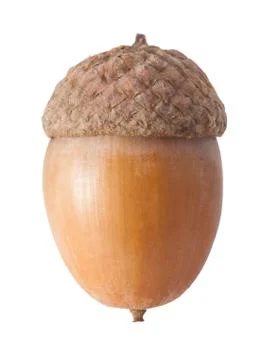 Acorn Stock Photos