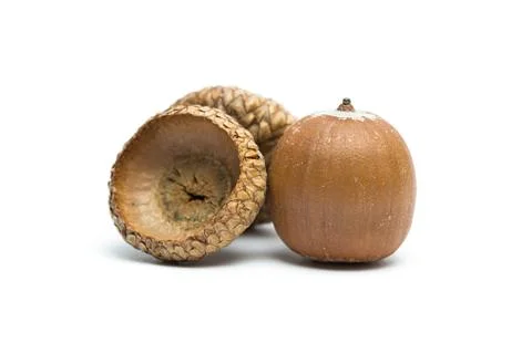 Acorn Stock Photos