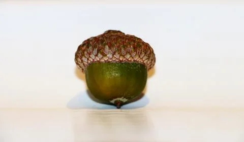 Acorn Stockfoto's