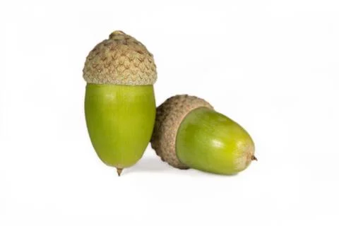 Acorn Foto stock