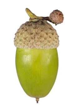 Acorn Stock Photos