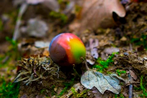 Acorn Stock Photos
