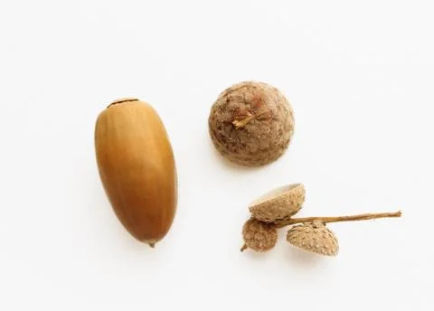 Acorn Stock Photos