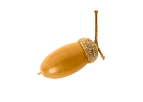 Acorn Stock Photos