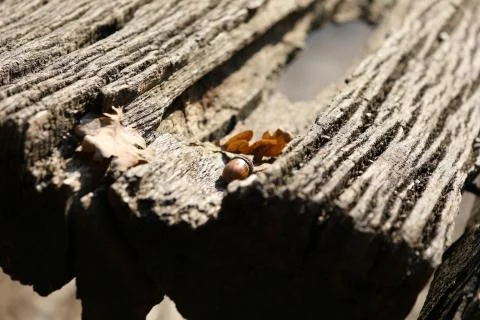 Acorn Stock Photos