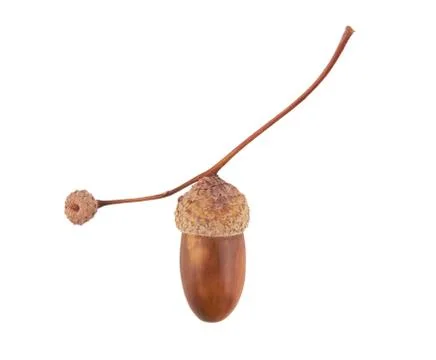 Acorn Stock Photos