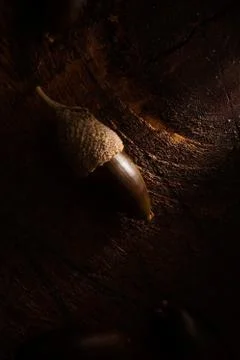 Acorn Stock Photos