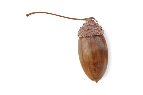Acorn Stock Photos