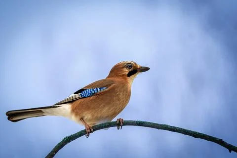 Acorn Stock Photos