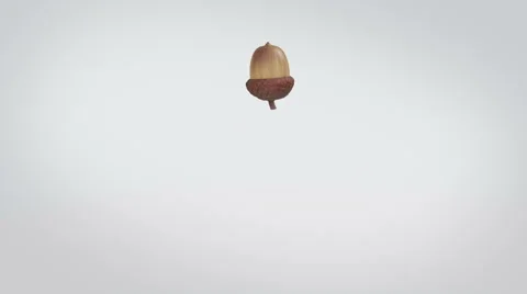 An acorn playfully bouncing a long and coming to rest center screen. Stock Footage 57814134