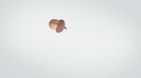 An acorn playfully bouncing a long and coming to rest Stock Footage 57814167