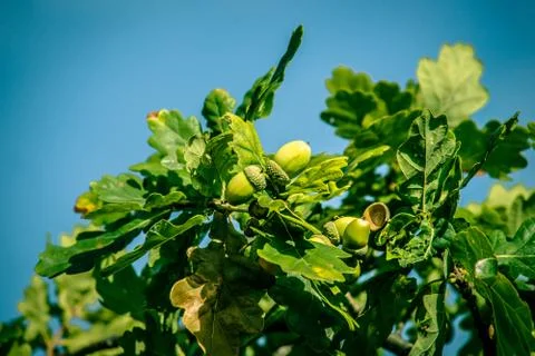 Acorn ripe Stock Photos