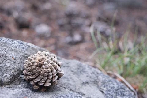 Acorn set on rock Stock Photos