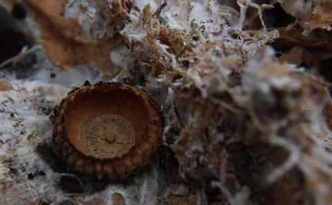 Acorn Shell in Mold Bed Stock Photos