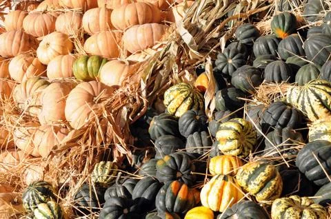 Acorn squash Stock Photos