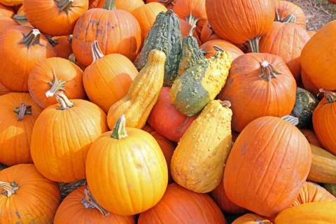 Acorn squash Stock Photos