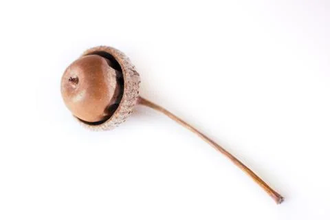 Acorn - Stock Image Stock Photos