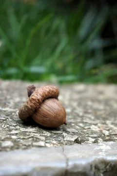 Acorn on stone 스톡 사진