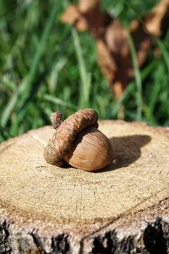 Acorn on stump leaf on back Stock Photos