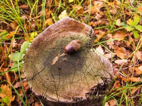 Acorn on the stump Stock Photos