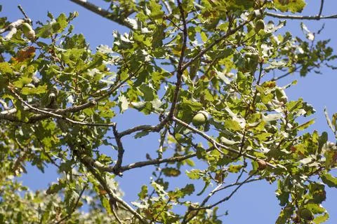 Acorn tree and oak nut in nature. Stock Photos