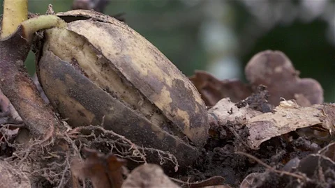 Acorn to Tree  Closeup Stock Footage 83000821