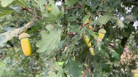 Acorn tree Stock Footage 250999580