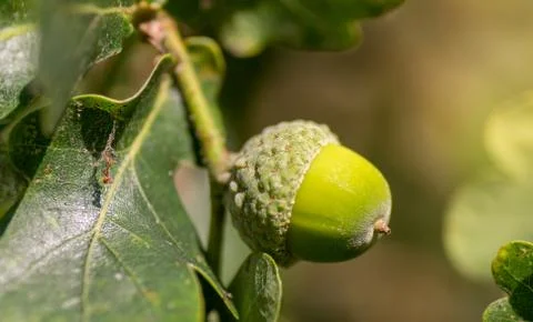 Acorn on a tree Stock Photos