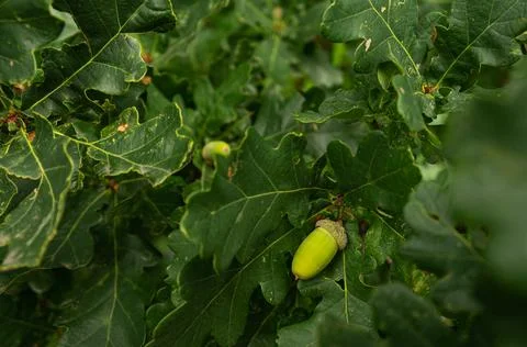 Acorn on the tree Foto stock