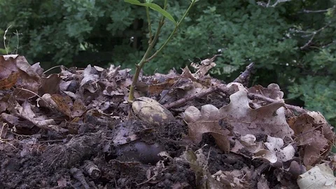 Acorn to Tree Wide Stock Footage 83000352