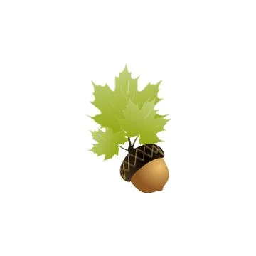 Acorn vector illustration Stock Illustration