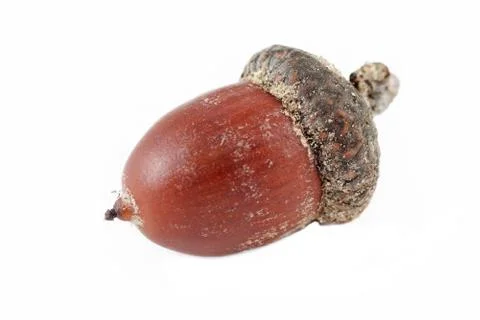 Acorn on a white background Stock Photos