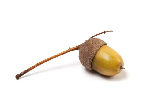 Acorn on white background Stock Photos
