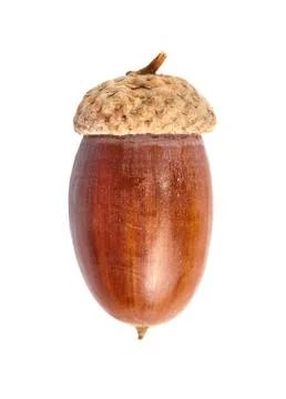 Acorn on white background Stock Photos