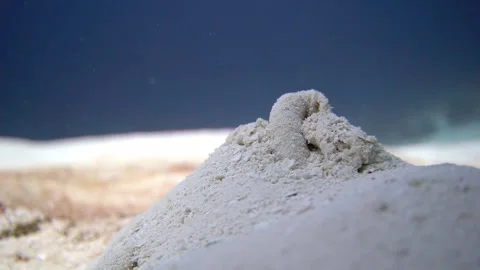 Acorn Worm Vídeo Stock 319408975