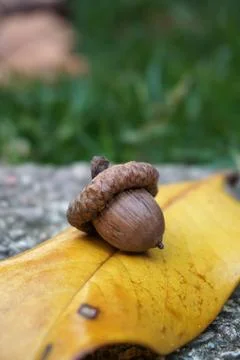 Acorn on yellow leaf Stock Photos