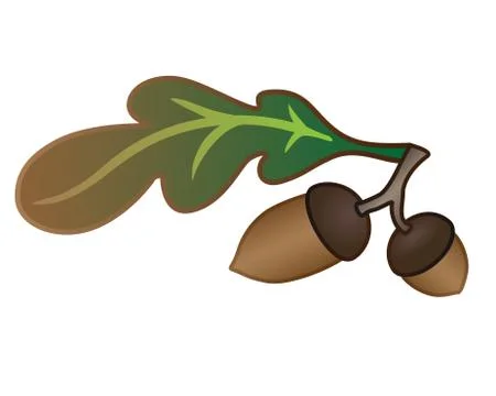 Acorns and oak leaf - vector full color illustration. Autumn oak leaf Stock Illustration