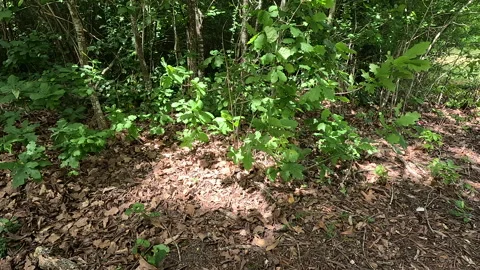 Acorns and Oak Trees Stock Footage 255119837