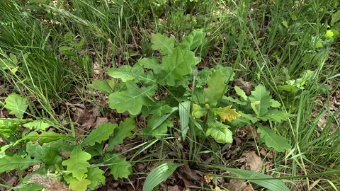 Acorns and Oak Trees Video stock 255120605