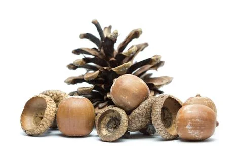 Acorns and pine cone Stock Photos