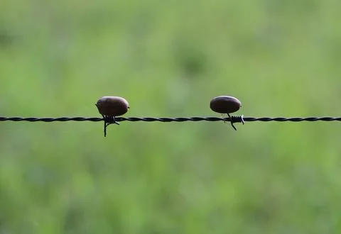 Acorns in barbed wire Stock-Fotos