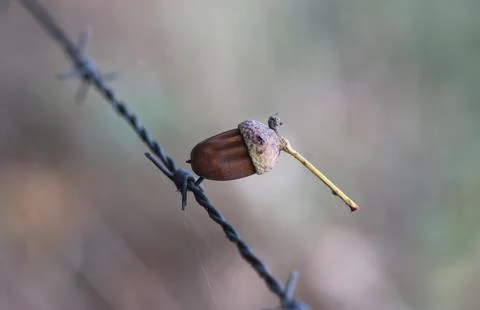 Acorns in barbed wire Foto stock