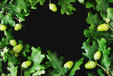 Acorns on the black background 스톡 사진